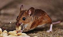 termite-control Experts in Overland Park